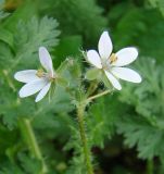 Erodium cicutarium