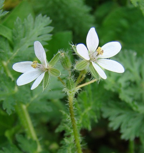 Изображение особи Erodium cicutarium.