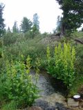 Veratrum lobelianum. Цветущие растения. Западный Саян, Ергаки, окр. озера Малое Буйбинское. Август 2008 г.