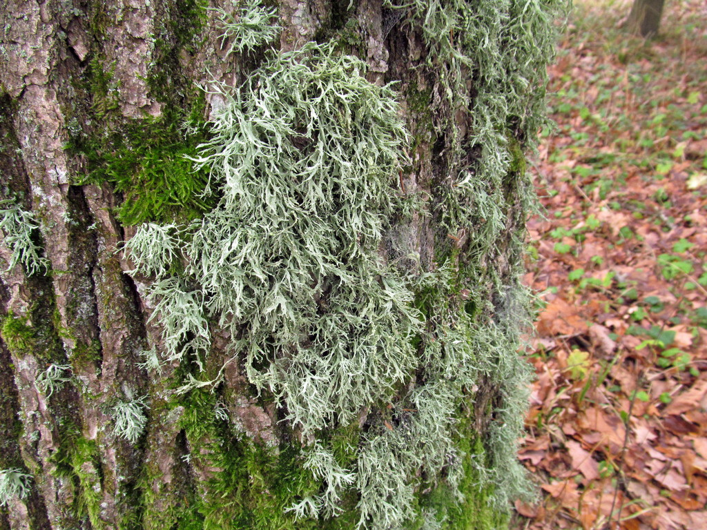 Image of Evernia prunastri specimen.