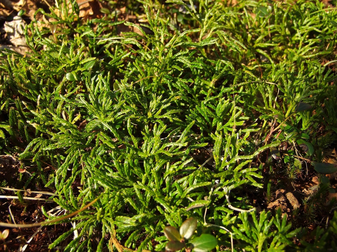 Image of Diphasiastrum complanatum specimen.