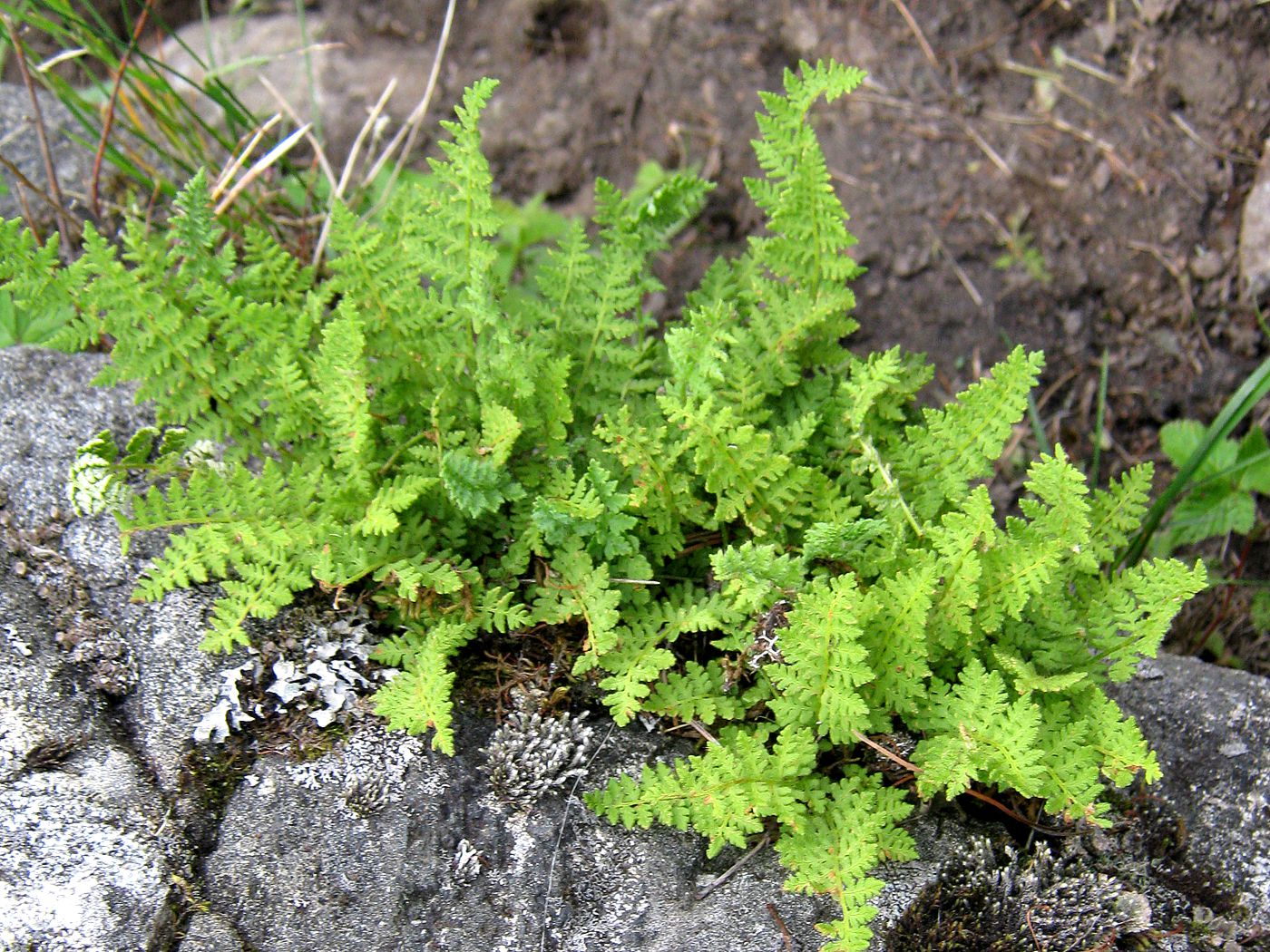 Image of Woodsia calcarea specimen.