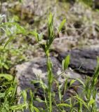 Lathyrus pratensis