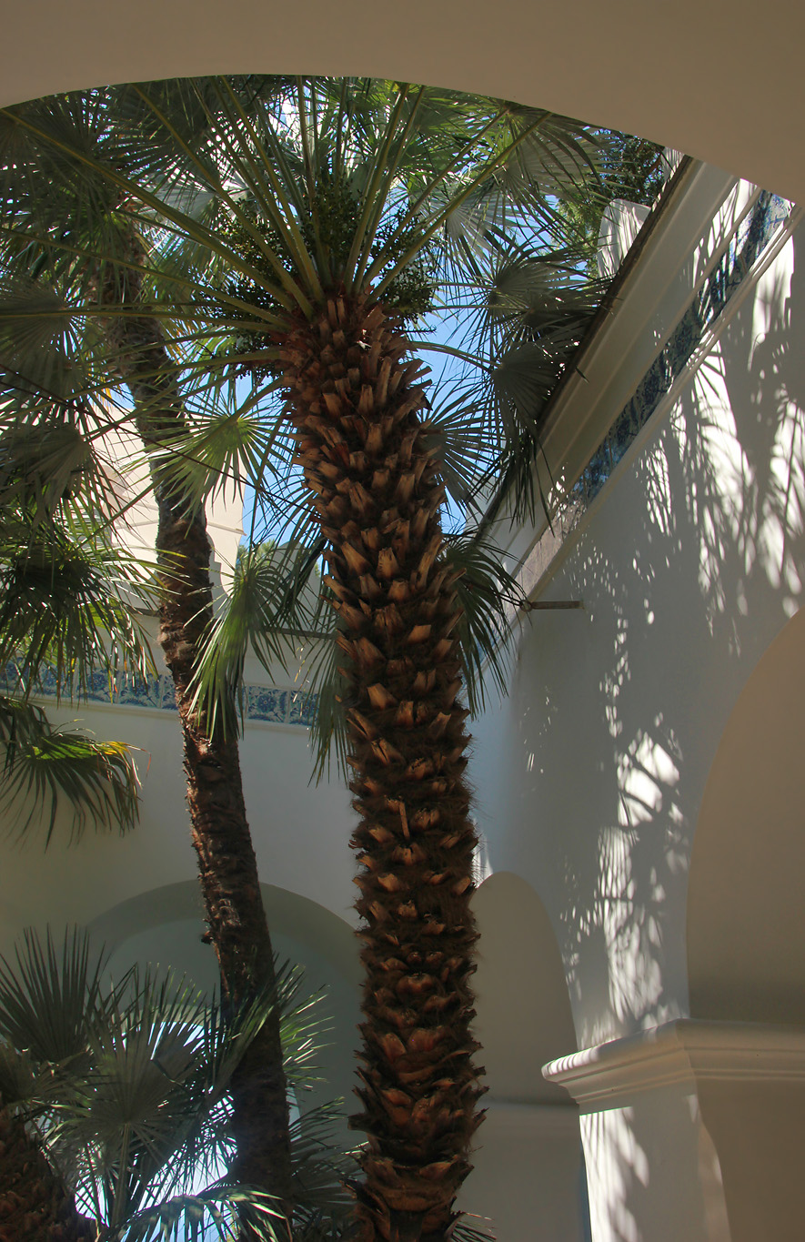 Image of Chamaerops humilis specimen.