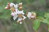 Lagerstroemia indica. Ветвь с соцветиями. Китай, провинция Гуандун, р-н Шаогуань, геопарк \"Дансия\", лес на вершине горы. 18.10.2017.