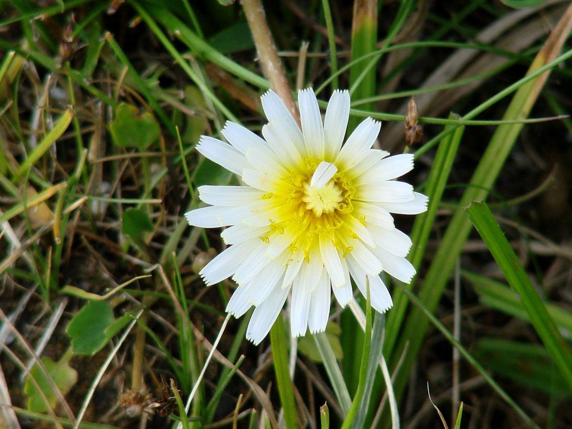 Image of Taraxacum leucanthum specimen.