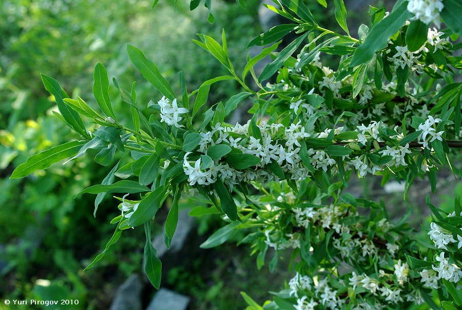 Image of Daphne sophia specimen.