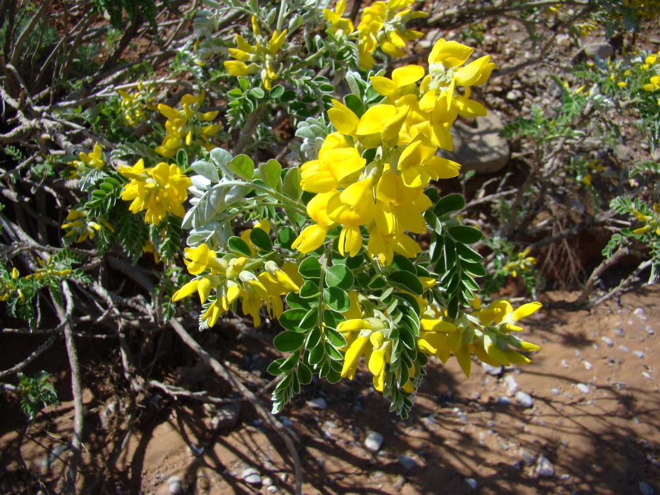 Image of Keyserlingia griffithii specimen.