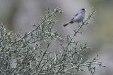 род Colletia. Ветви дерева с сидящим самцом Catamenia homochroa. Перу, Анды, археологический памятник Тамбомачай, долина небольшого ручья. 14 марта 2014 г.