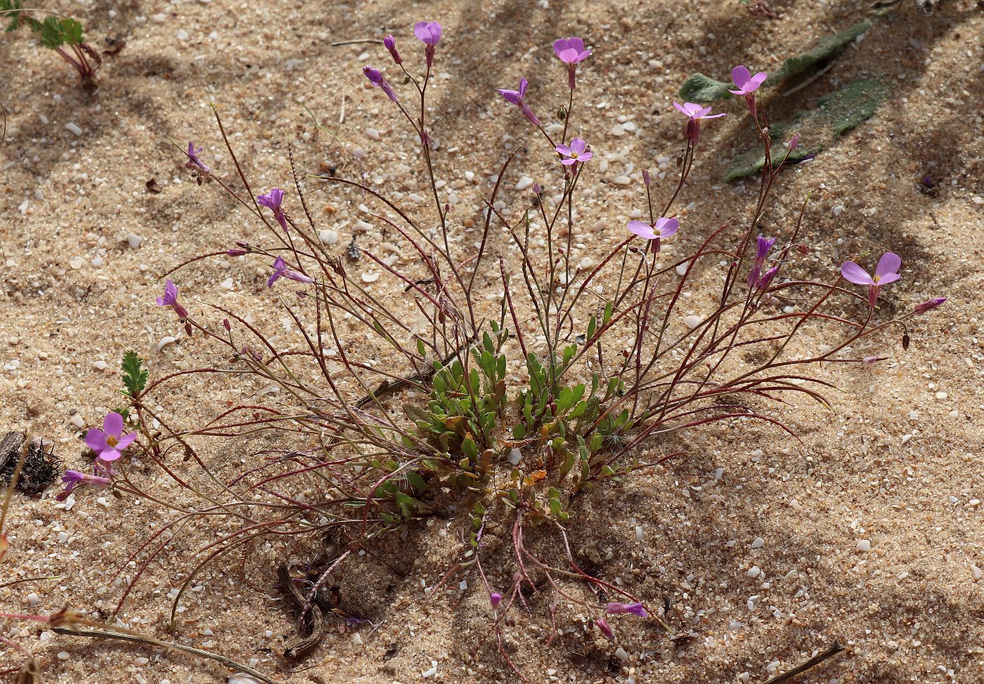 Image of Malcolmia pulchella specimen.