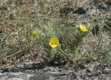 Potentilla callieri. Цветущее растение. Горный Крым, гора Южная Демерджи. 21.06.2009.