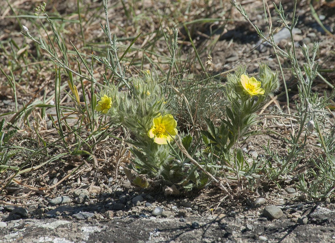 Изображение особи Potentilla callieri.