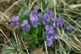 Viola hirta