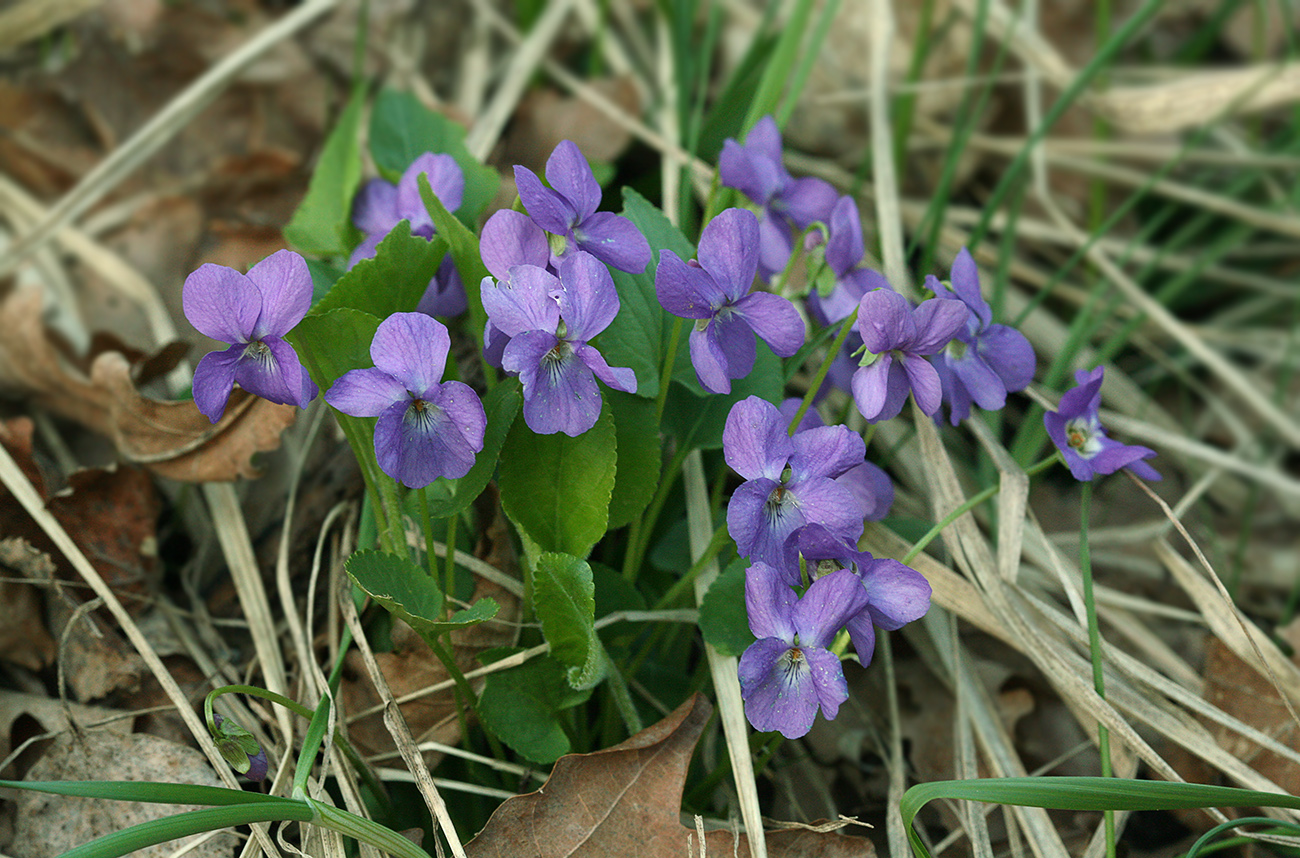 Image of Viola hirta specimen.