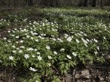 Anemone nemorosa