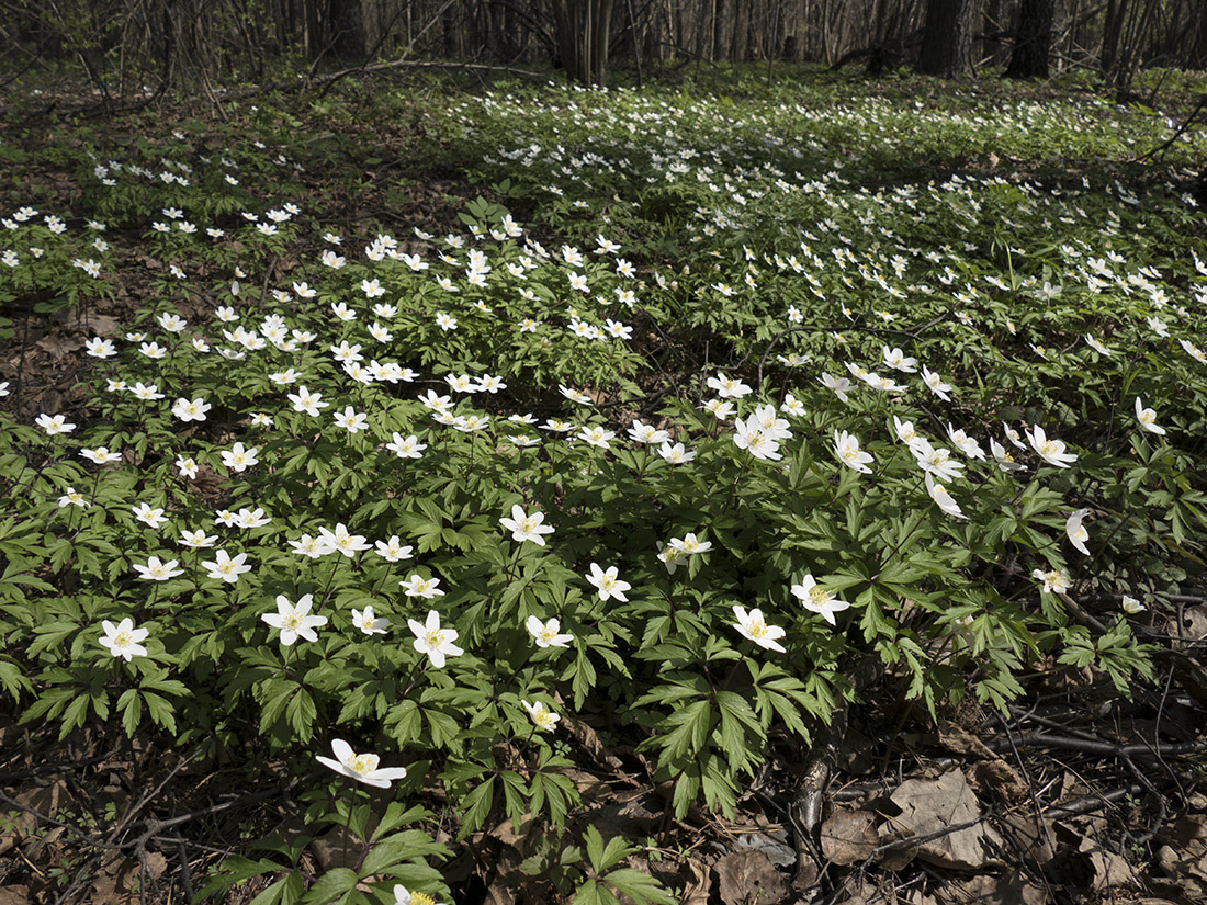 Изображение особи Anemone nemorosa.