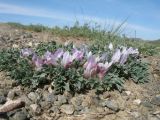 Astragalus borodinii. Цветущее растение. Казахстан, Сев. Тянь-Шань, хр. Торайгыр, пер. Аласа, каменистый склон юго-вост. экспозиции. 4 мая 2018 г.