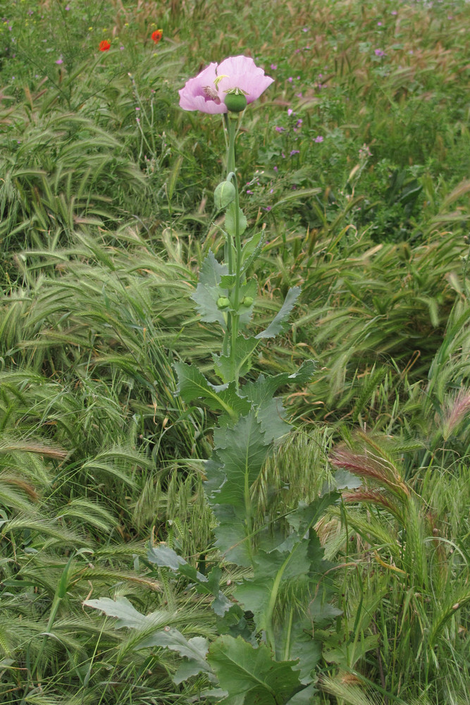 Image of Papaver somniferum specimen.