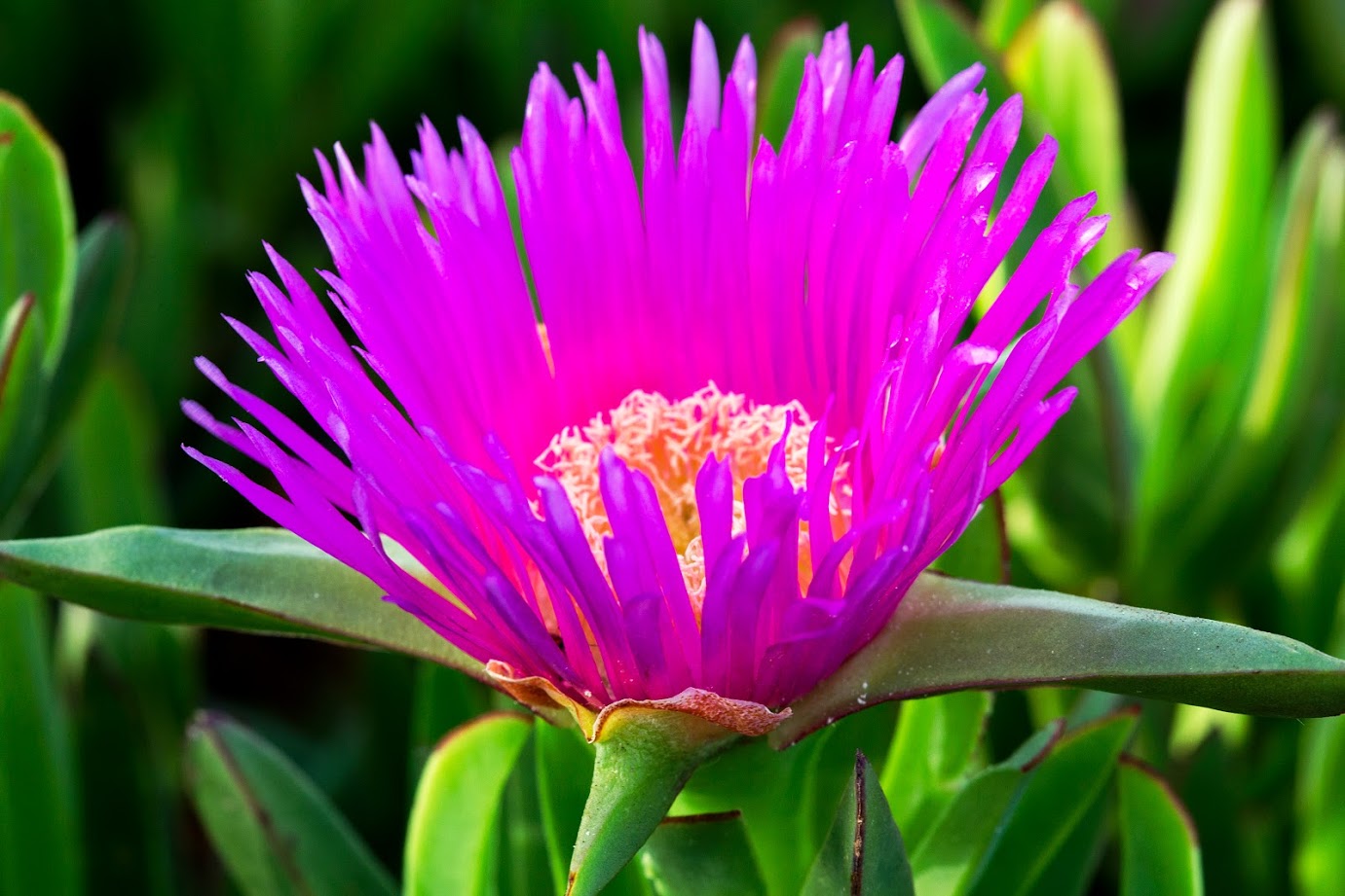 Изображение особи Carpobrotus acinaciformis.