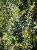 Artemisia chamaemelifolia