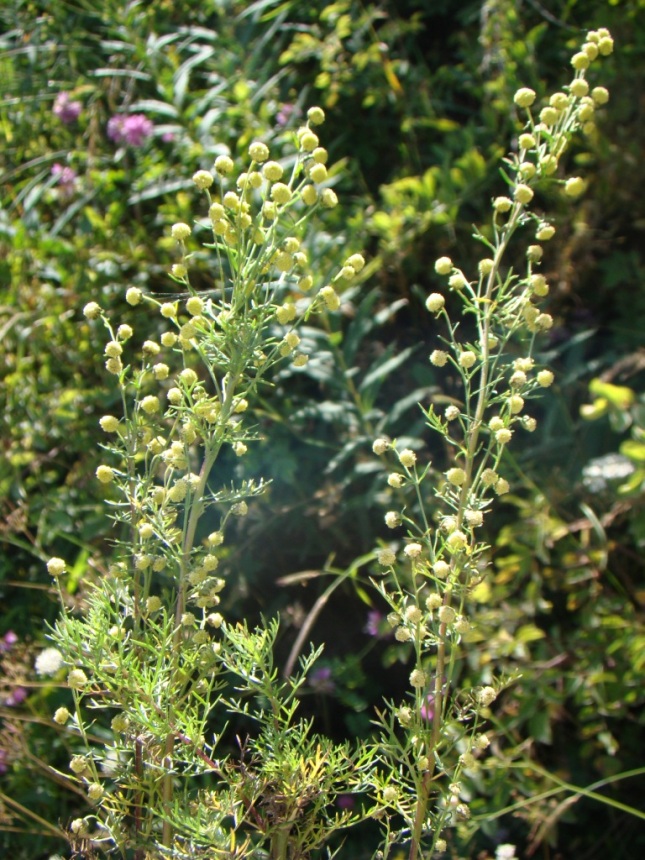 Изображение особи Artemisia chamaemelifolia.