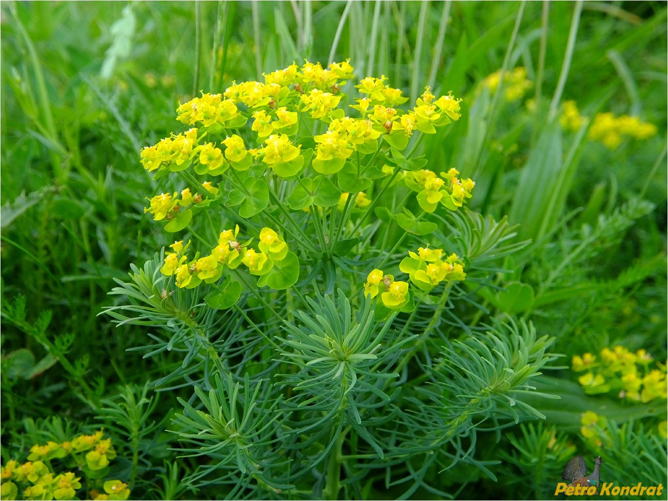 Изображение особи Euphorbia cyparissias.