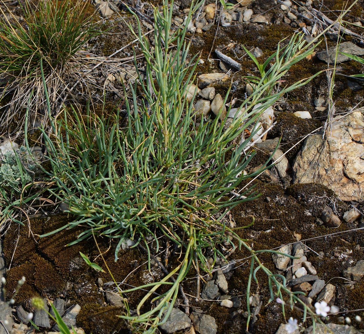 Image of Gypsophila patrinii specimen.