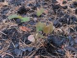 Mahonia aquifolium