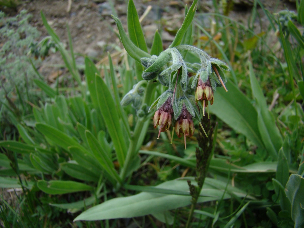 Image of Lindelofia tschimganica specimen.