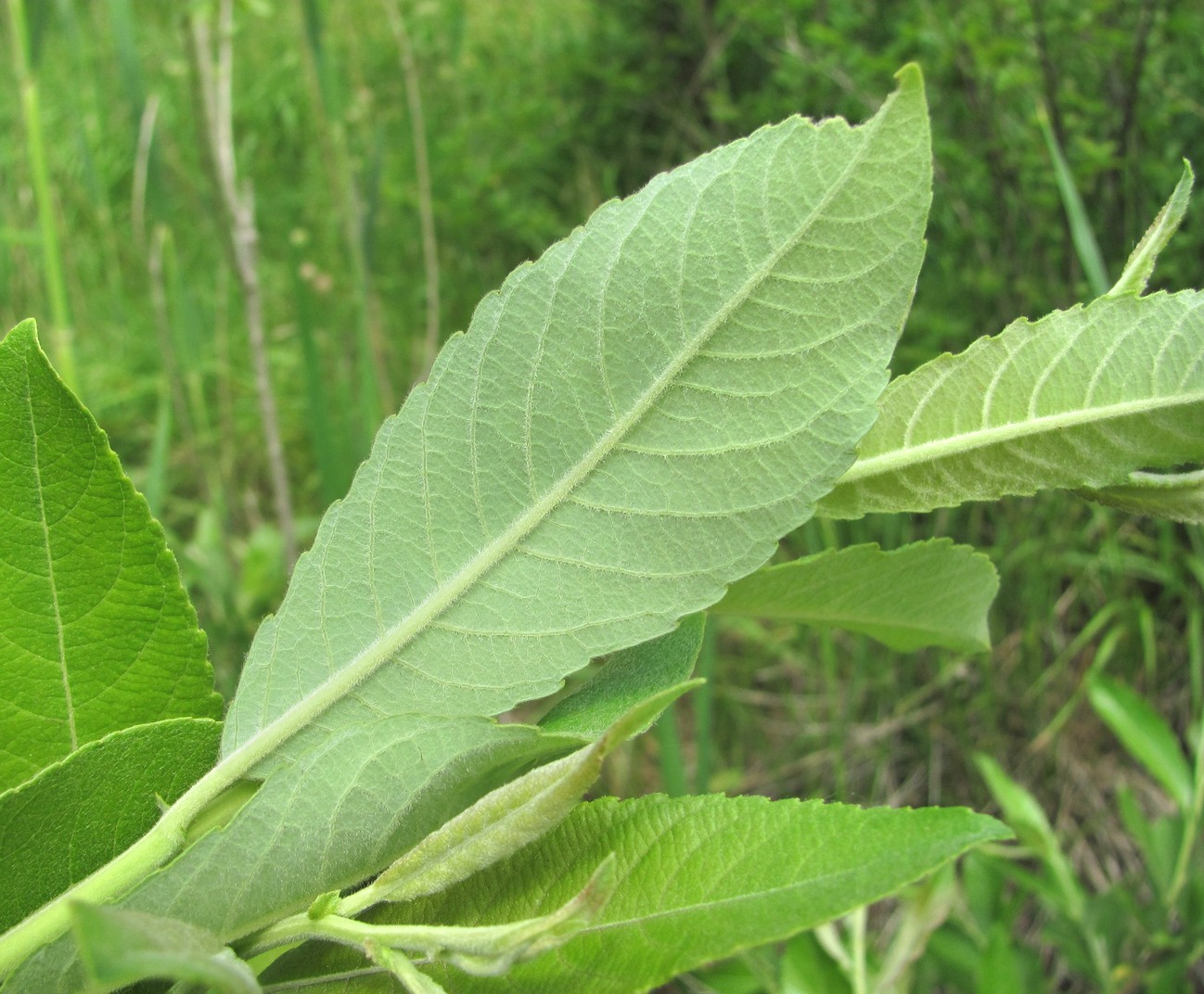 Image of Salix cinerea specimen.