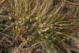 Carex humilis