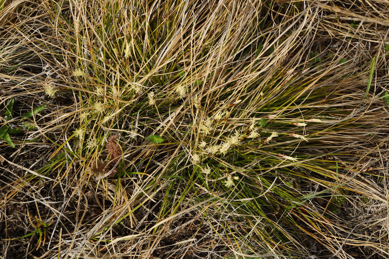 Изображение особи Carex humilis.