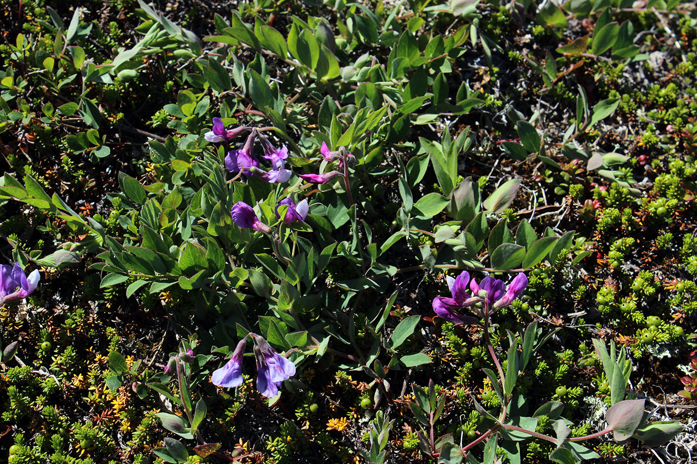 Image of Lathyrus japonicus ssp. pubescens specimen.