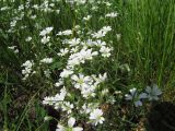 Cerastium arvense