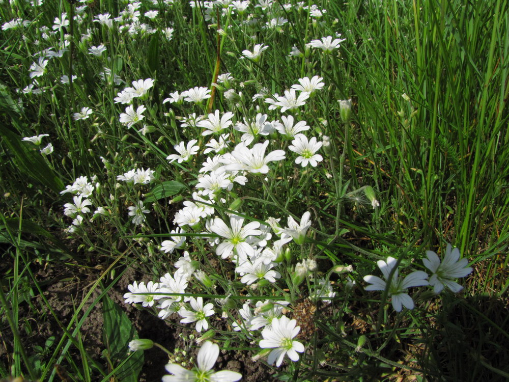 Image of Cerastium arvense specimen.