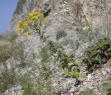 Senecio grandidentatus. Цветущее растение. Краснодарский край, Туапсинский р-н, пгт Джубга, подошва приморского скалистого склона, щебнистая осыпь. 05.08.2018.