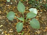 genus Hosta