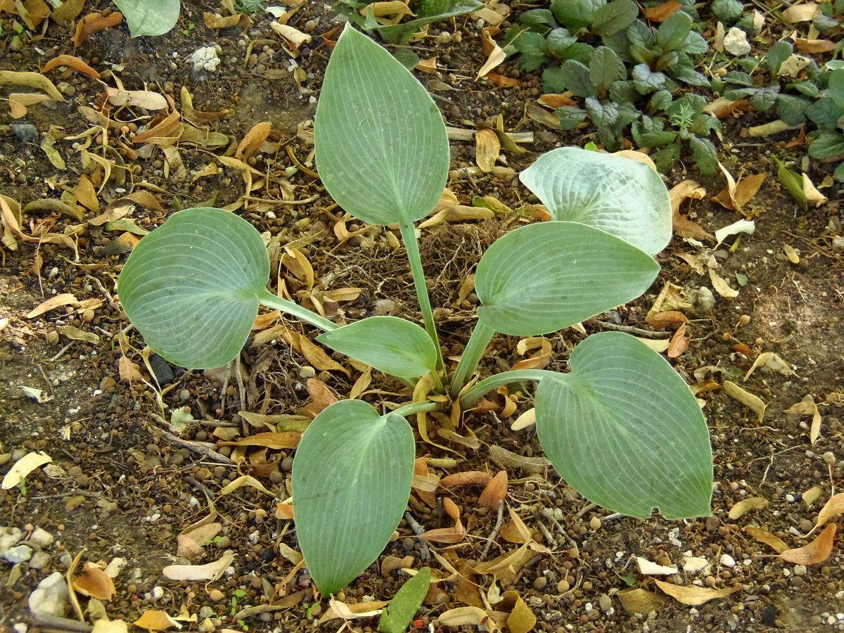 Image of genus Hosta specimen.