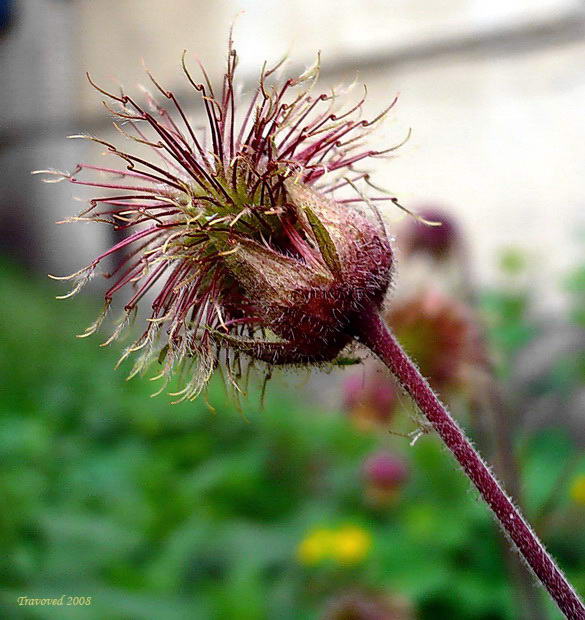 Image of Geum rivale specimen.