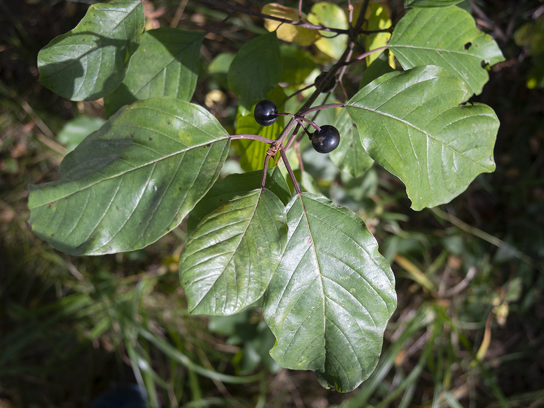 Image of Frangula alnus specimen.