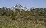 Alnus incana. Плодоносящее растение. Краснодарский край, Крымский р-н, долина реки Шибик, берег пруда. 22.09.2018.