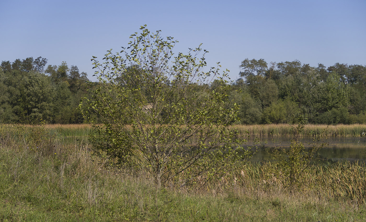 Изображение особи Alnus incana.