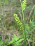 Carex diluta