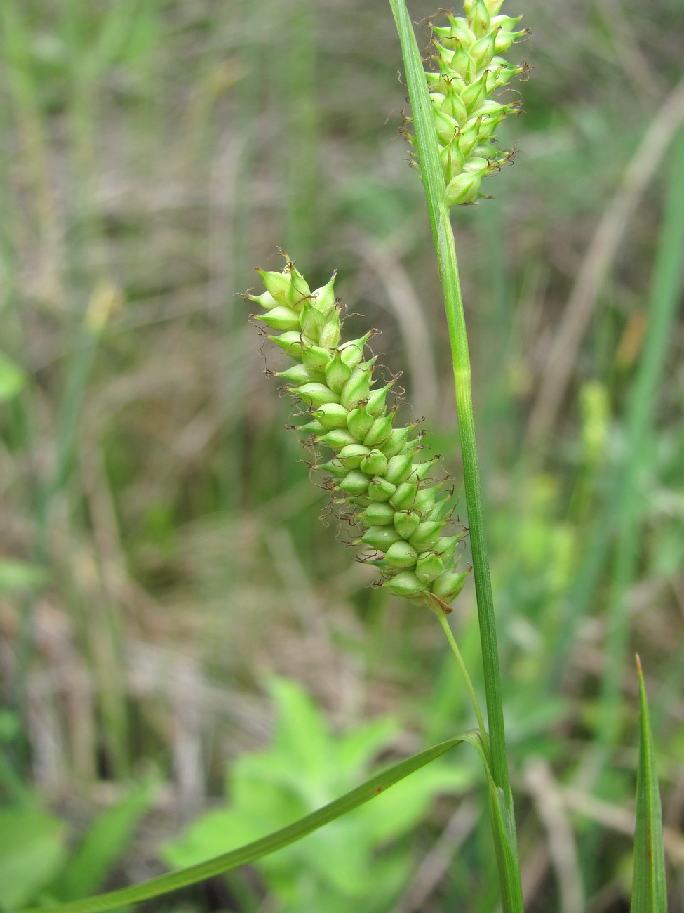 Изображение особи Carex diluta.