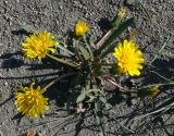genus Taraxacum