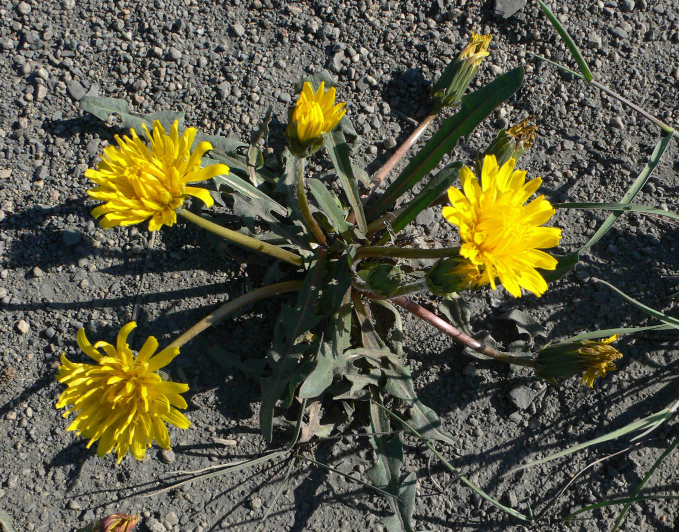 Изображение особи род Taraxacum.