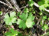 Ranunculus