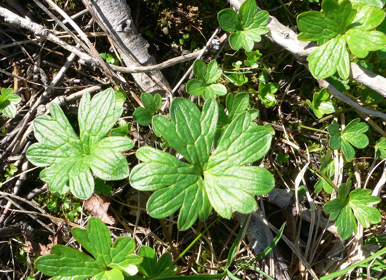 Image of genus Ranunculus specimen.