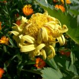 Tagetes erecta. Соцветие. Свердловская обл., окр. г. Североуральск, дачный участок. 02.08.2018.