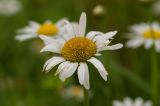 Leucanthemum vulgare